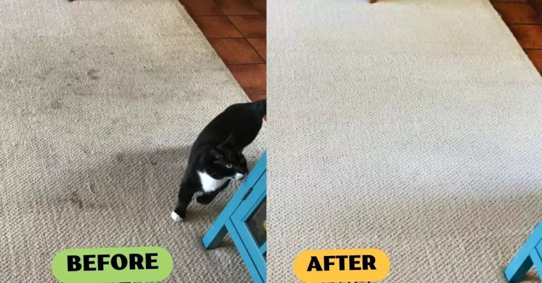 Carpet Cleaning