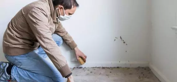 carpet mould removal